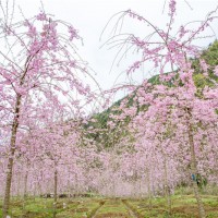 八重红枝垂高杆原生树