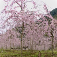 垂枝樱花－八重红枝垂