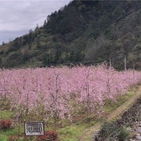 垂枝樱花基地实景