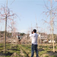 垂枝樱花容器苗