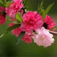 重瓣桃花