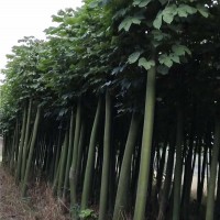 移植青桐树8至18公分