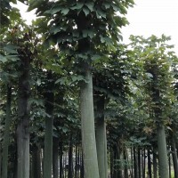 移植青桐树8至18公分