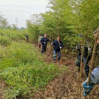 楠竹实生苗/毛竹实生苗 基地实景（1-3公分）