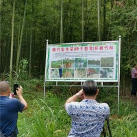 楠竹实生苗/毛竹实生苗 基地实景（1-3公分）