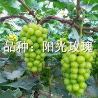 阳光玫瑰