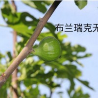 布兰瑞克无花果