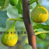 芭劳奈（大芭）无花果