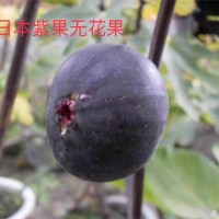 日本紫果无花果