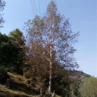 单株白桦
