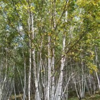 丛生白桦
