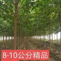 8-10公分楸树