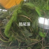 沉水植物基地