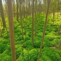 红花杂酱草