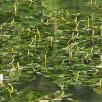 沉水植物马来眼孑菜