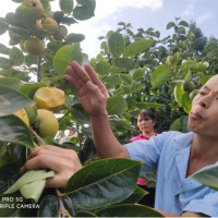 太秋甜柿