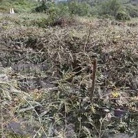 山豆根种植基地