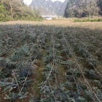 山豆根种植基地