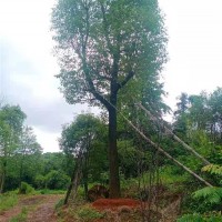 骨架移植香樟