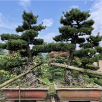 大阪松盆景