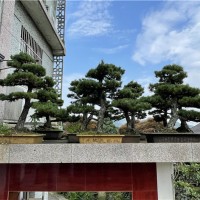 大阪松盆景