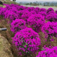 紫花三角梅笼子