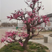 造型梅花树