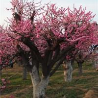 梅花树