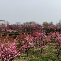 梅花树