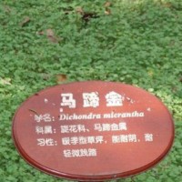 马蹄金草草坪