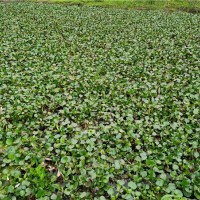 水葫芦（浮水植物）