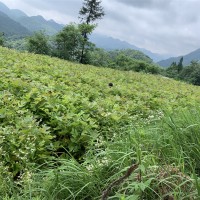 鹅掌楸苗基地