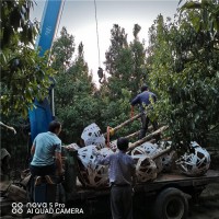 桢楠8公分，种植楠木经济效益怎么样